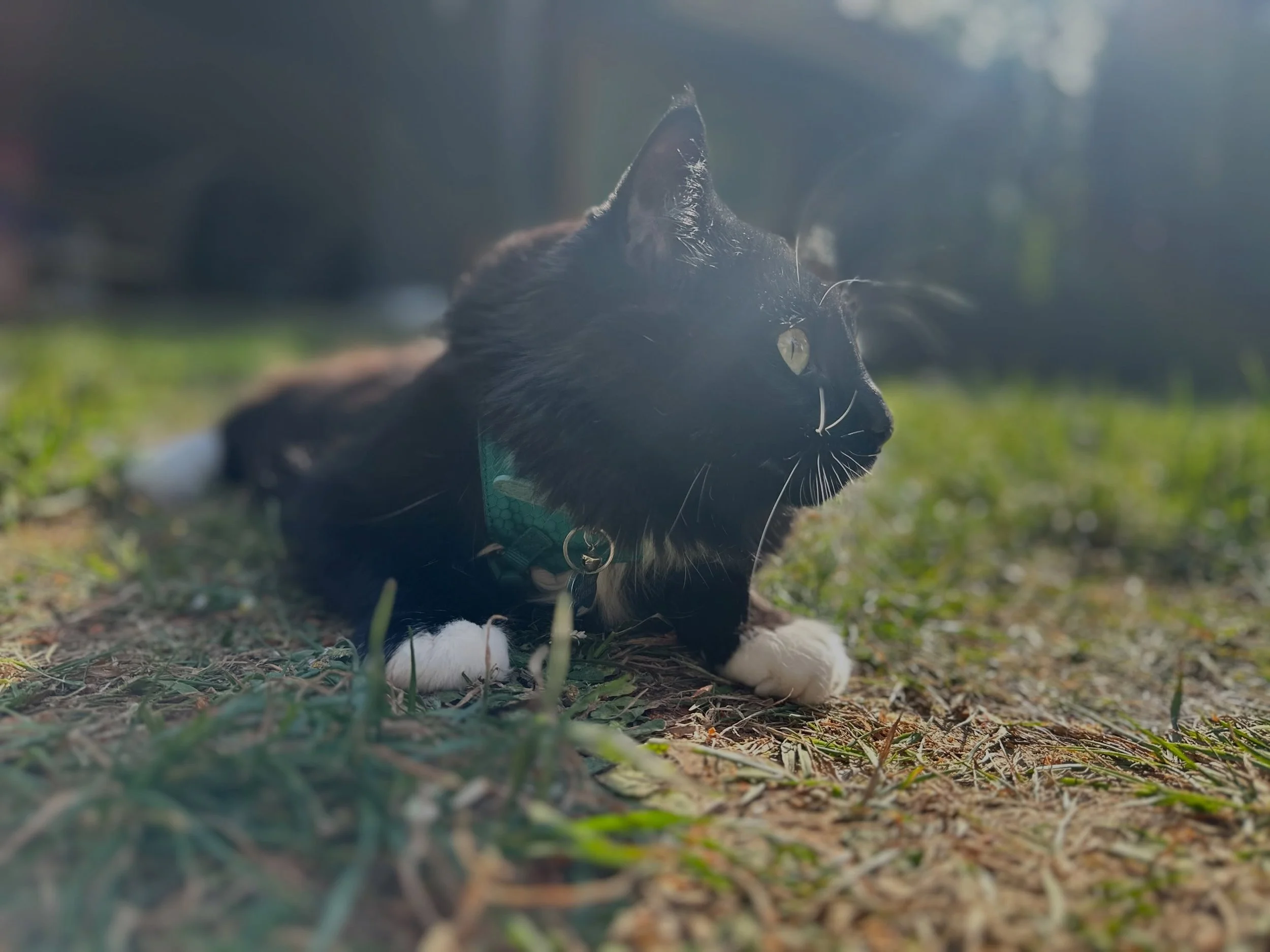 📸💣🐈&zwj;⬛ #catsofinstagram #vancouverisland #adventurecat #afroboyproductions
