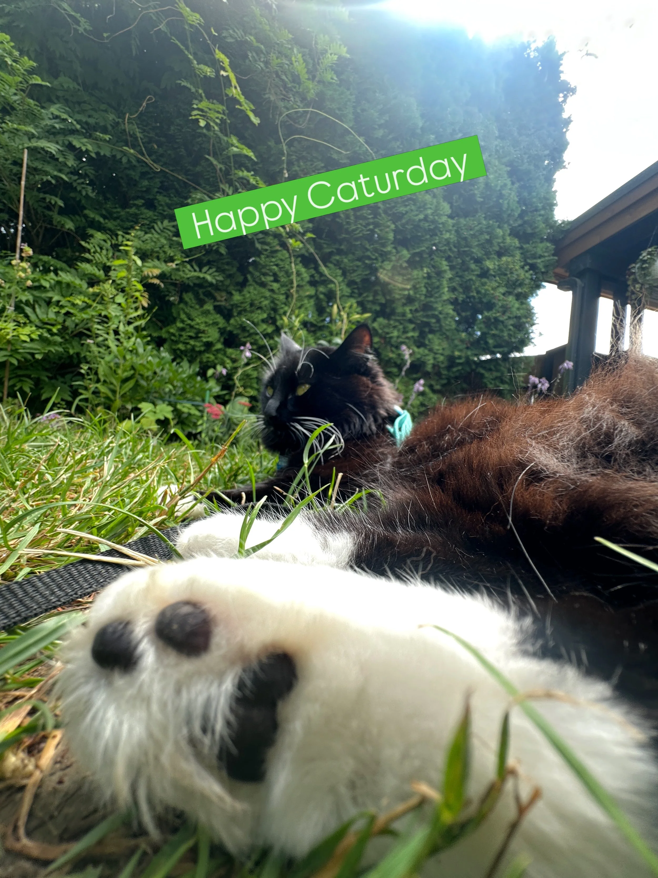 Happy Caturday 🐈&zwj;⬛ #caturday #christmasthecat #catsofinstagram #afroboyproductions