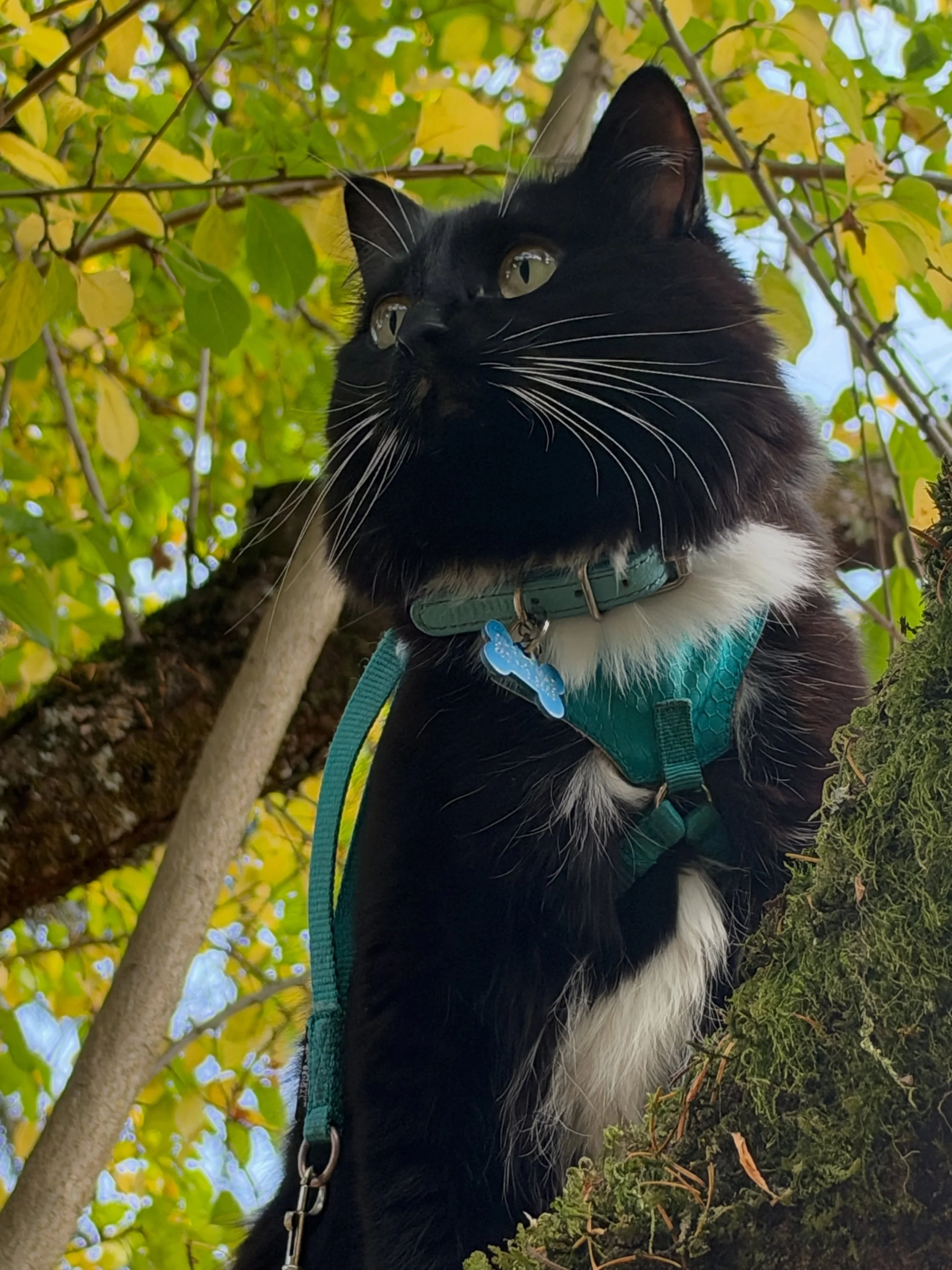 It&rsquo;s always an adventure with Christmas 🐈&zwj;⬛ 🐾

 #catsofinstagram #cat #adventurecat #vancouverisland #afroboyproductions