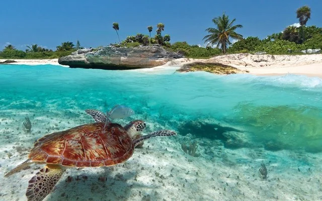 Turtle_in_Mexico-Tulum.jpg