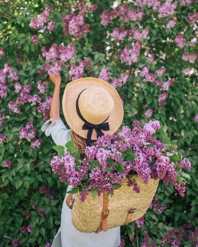 The beauty and smell of lilacs are something that I love the most about Spring 💜. What is you&rsquo;re favorite Spring flower? 🌸🌷🌺🌹
#lilacs #lilacseason #spring #springfashion #springflowers #garden #flowerphotography #flowerdesign #beachpretty 