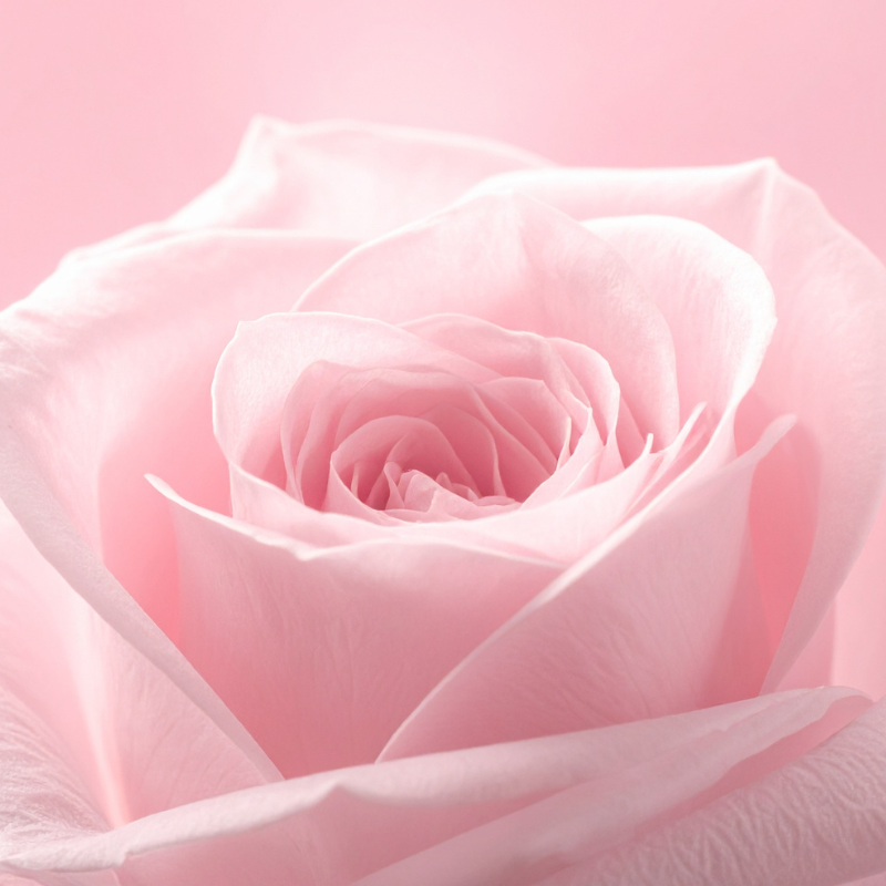 The Rose Reset - Celebration Series