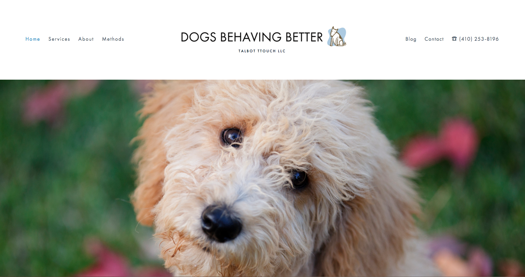 dog pulling on lead solutions