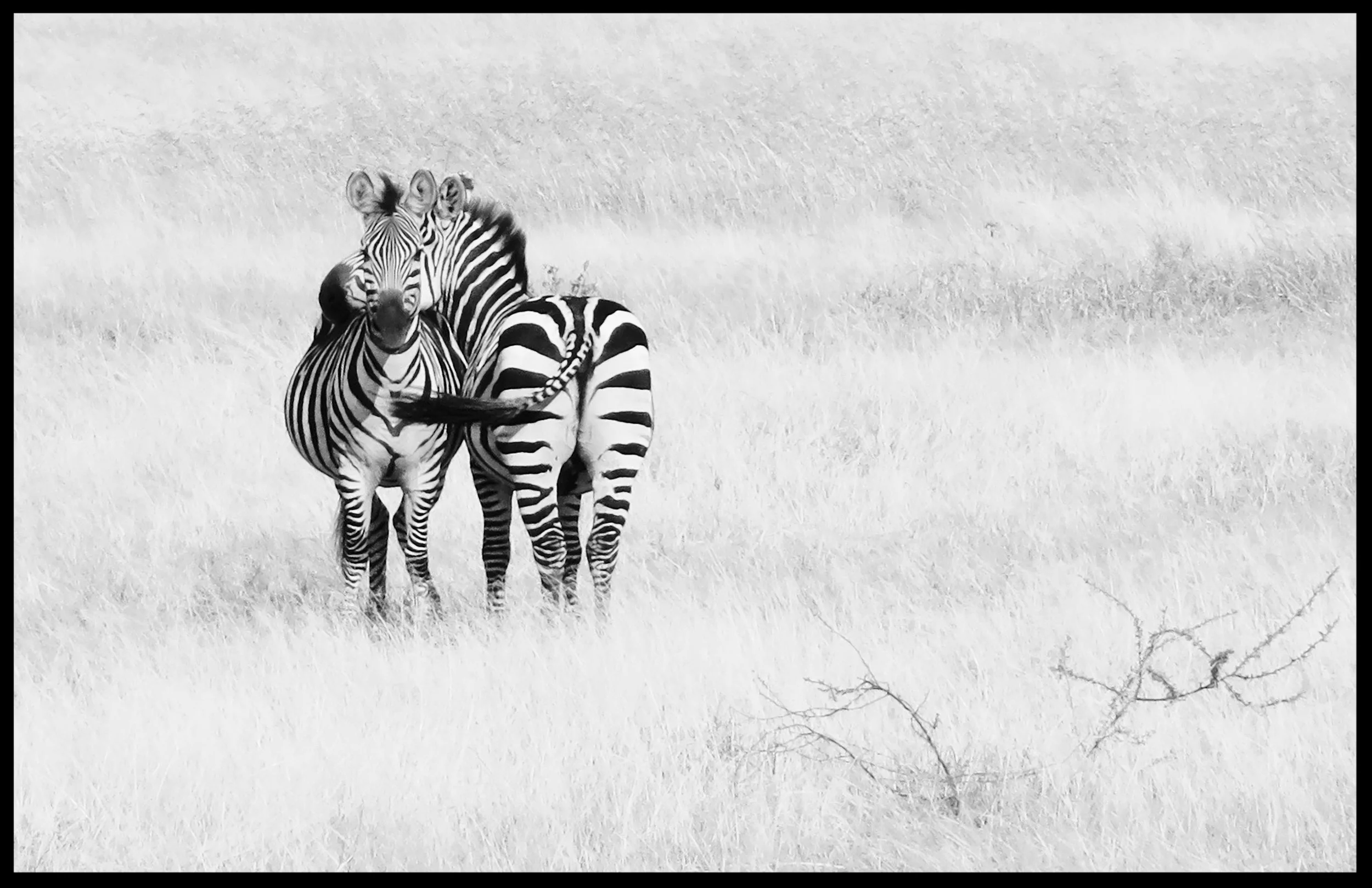  Zebras on white 11x17 on Fine Art Paper