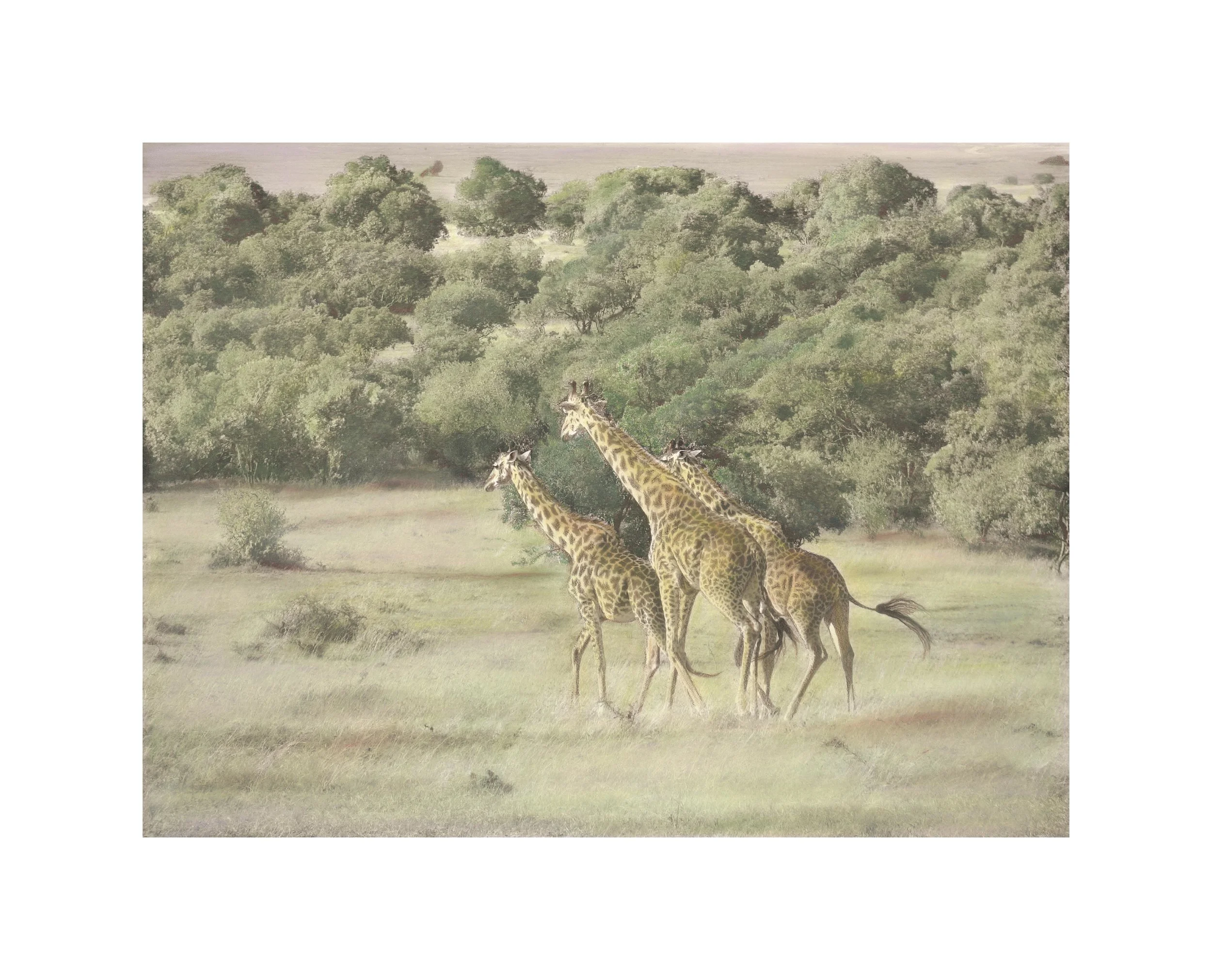  Giraffes Running is another hand-painted Black & White image available in various sizes