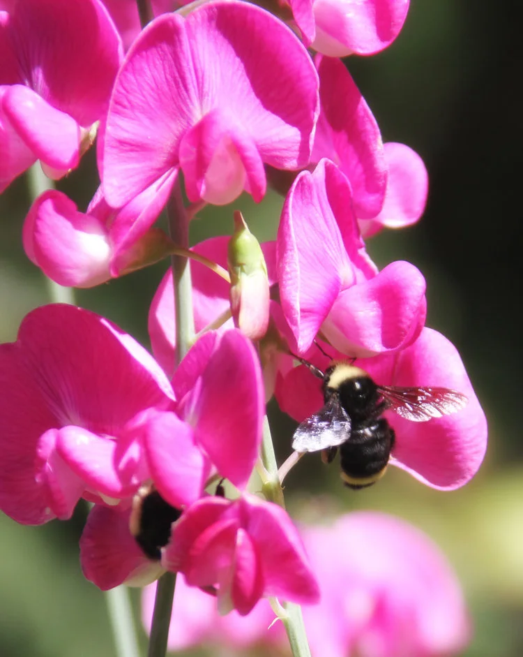 Unleashed...the back story