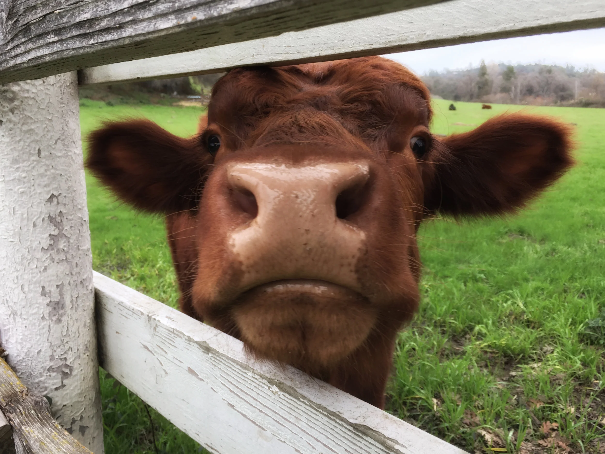 One of my goals for 2018 is to spend more time outside...moo-ing at cows, neigh-ing at horses and calling all sorts of birds. I want to breathe more deeply, stretch more often and enjoy every beautiful gift I come across. Thus, my new friend! This property is next door to my dear chiropractors in Newcastle, so one day while I was up for a session I took a walk to this fence and started mooing! The cows were on the far side of the pasture but one by one they came over for a closer look. This one and I did some special bonding! At the moment this is a digital photograph. I suspect it will find itself in another medium one of these days but for now, please meet my new friend!