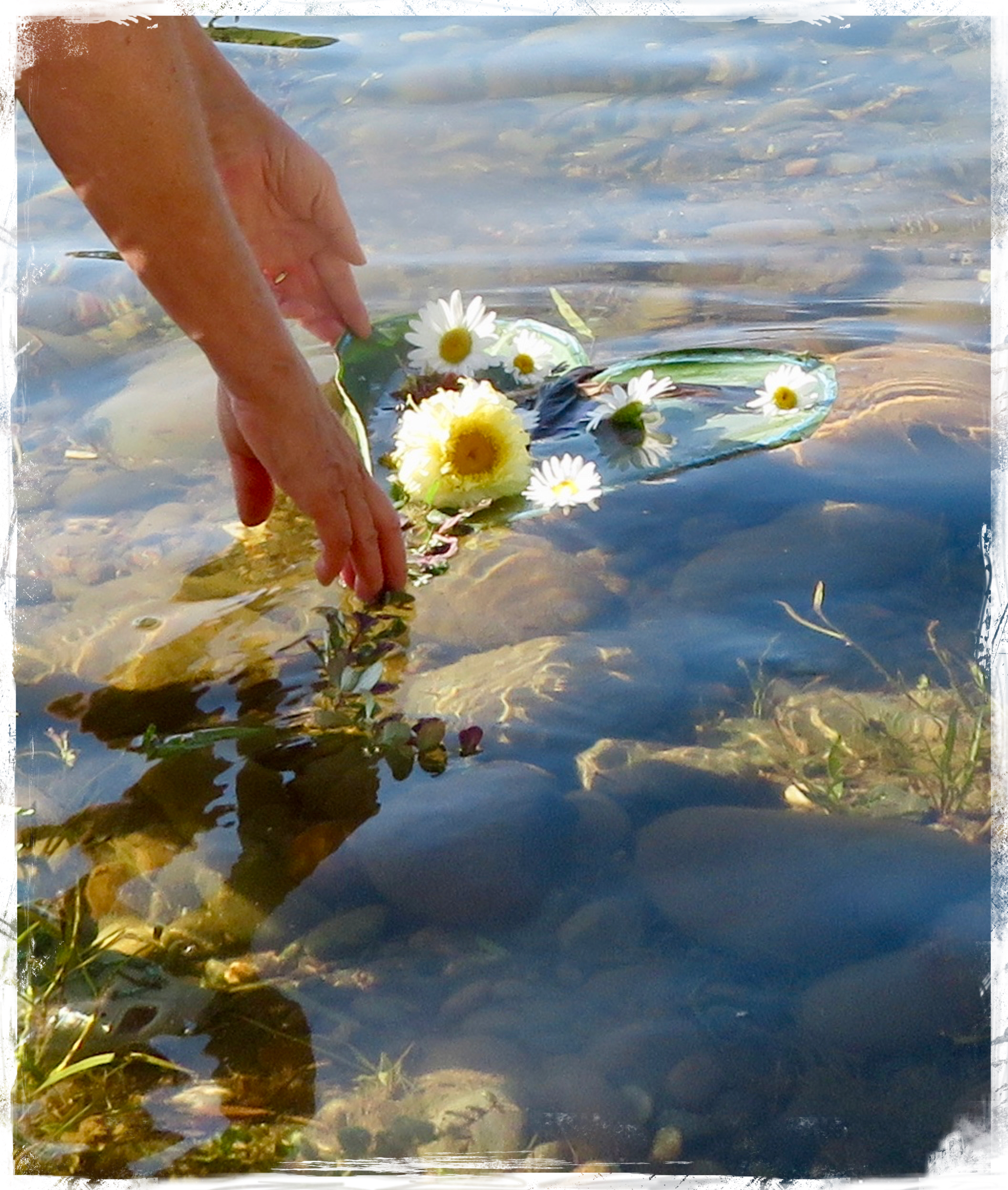 July 14, 2018 marked the one year anniversary of the date my dear niece, Kelly Clark, also known as the UmberDove, took flight from her earthly body. My dear friend and neighbor, Cindy, joined me as we created a memorial and floated it down the American River. Leaves were sewn together in the shape of a heart with messages of love and memories written with Sharpies. Wild blackberries and daisies, from Cindy, adorned the offering. Love & blessings.