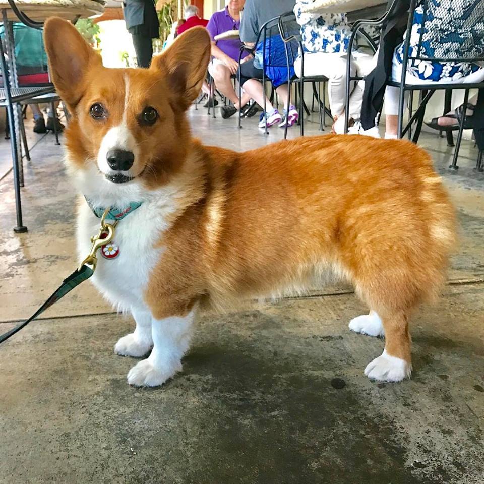 Pet Friendly Dining 1.jpg
