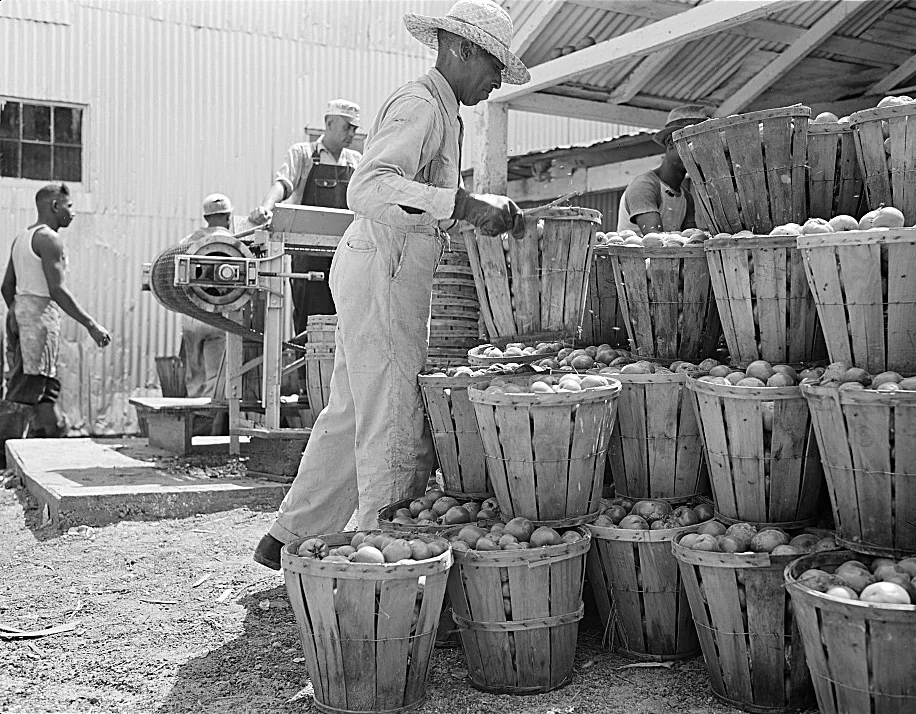 Packing House History 3.jpg