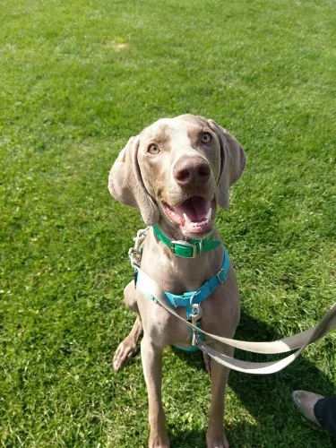 weim.jpg