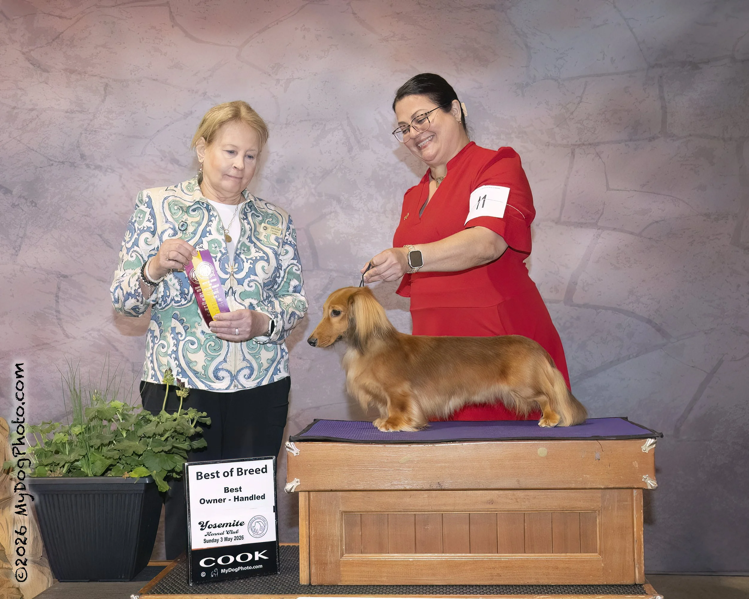 AKC Dog Show winner Miniature Dachshund