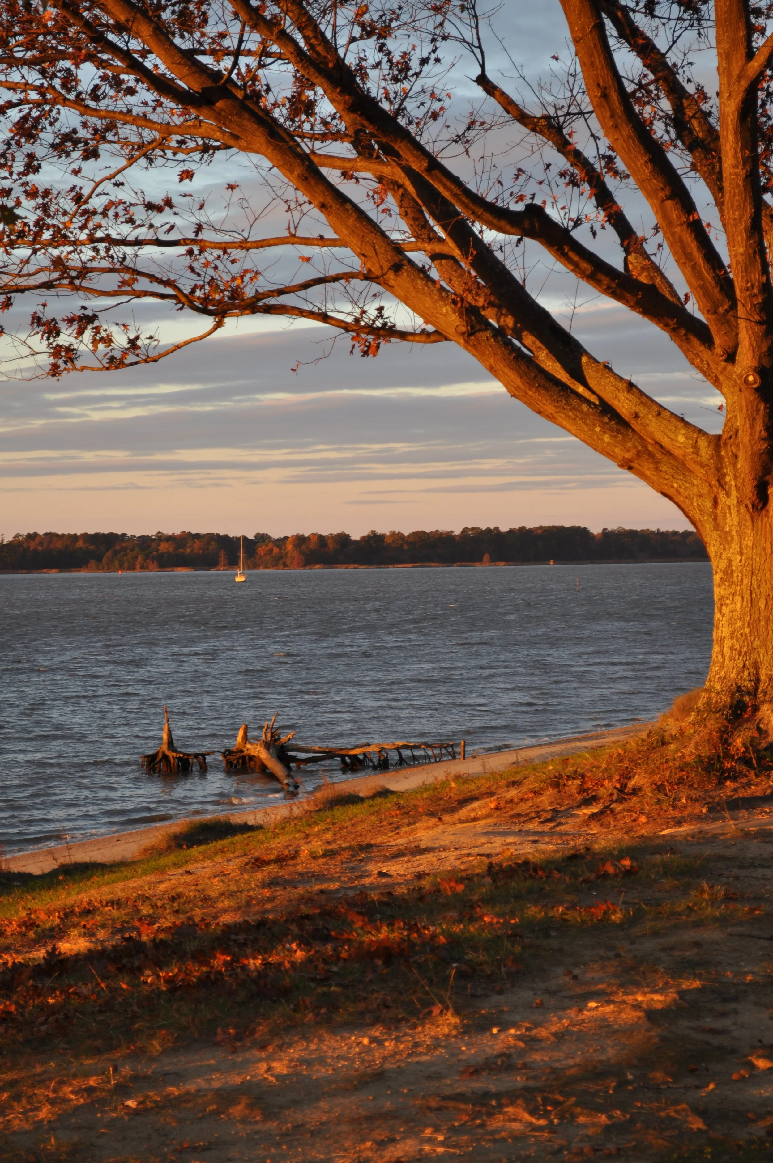 DSC_0910.JPG
