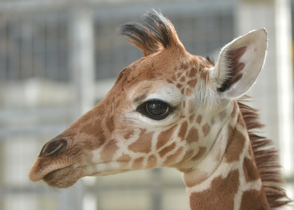 Giraffe at The Living Desert.jpg