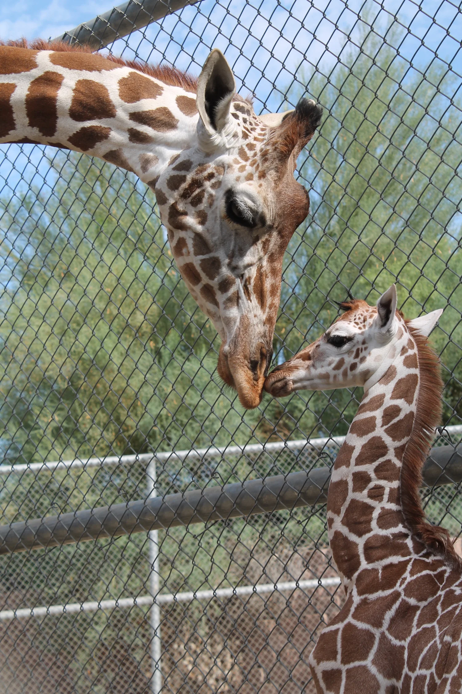 Giraffe Calf, born August 27 at The Living Desert.jpg