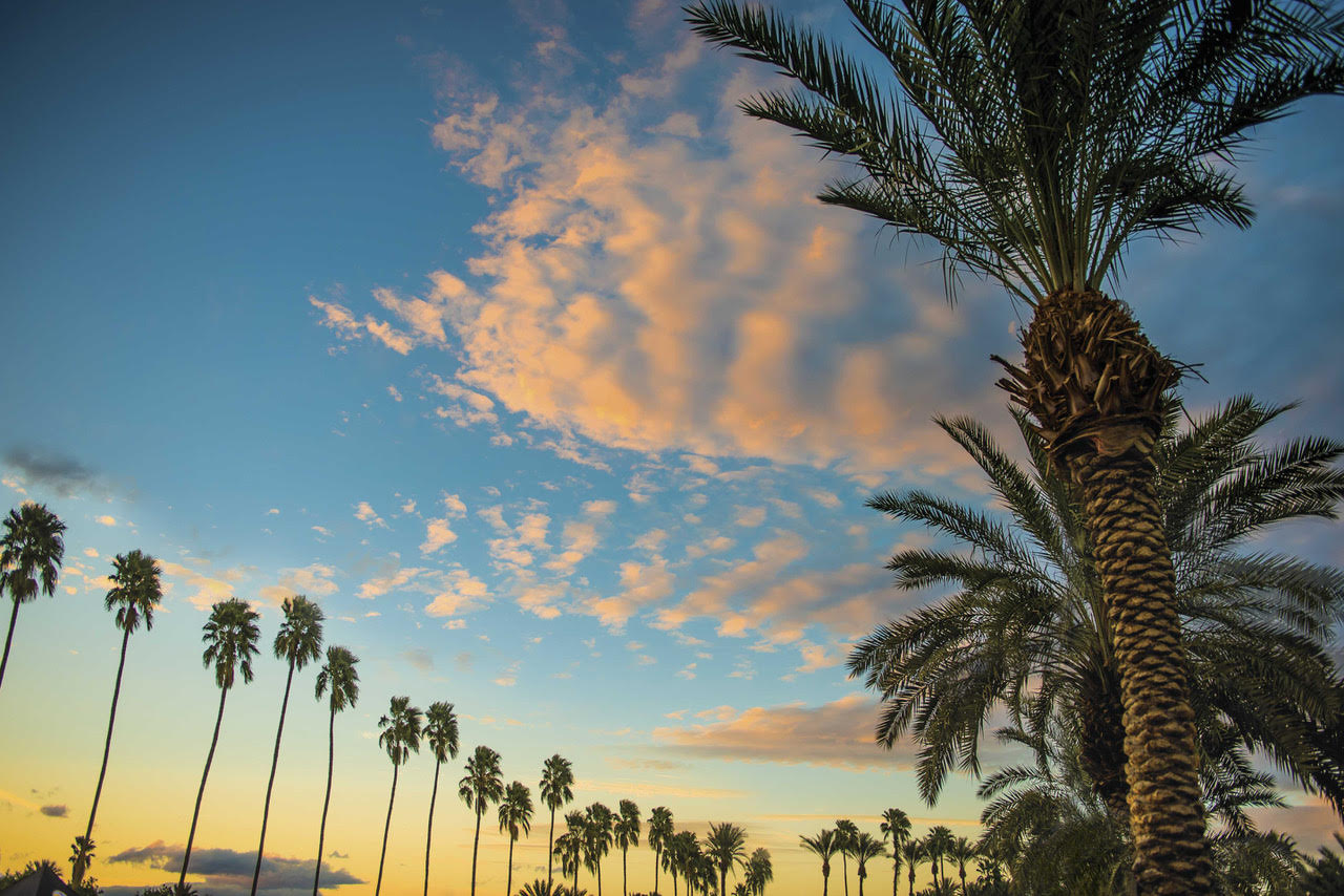 Palm Trees Sunset.jpg