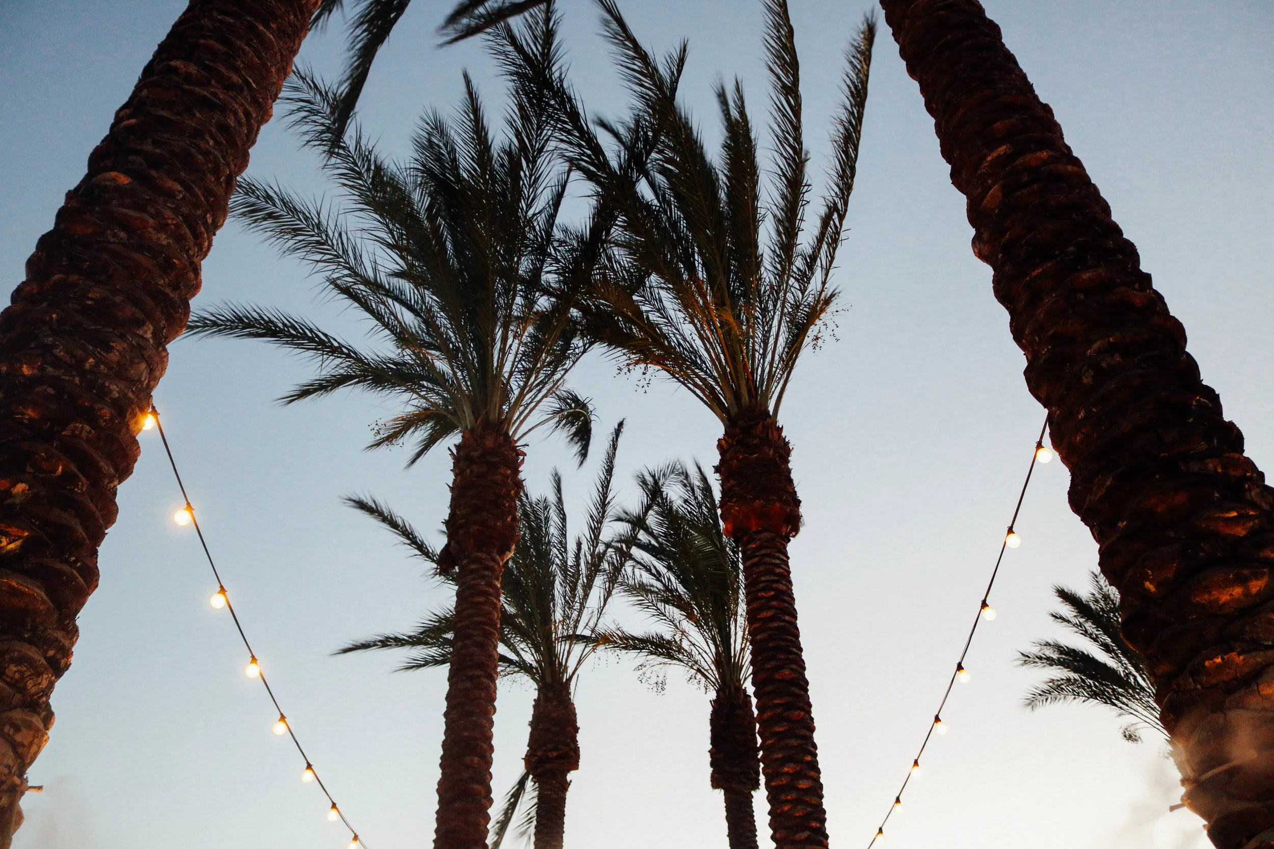 Desert Palms.jpg
