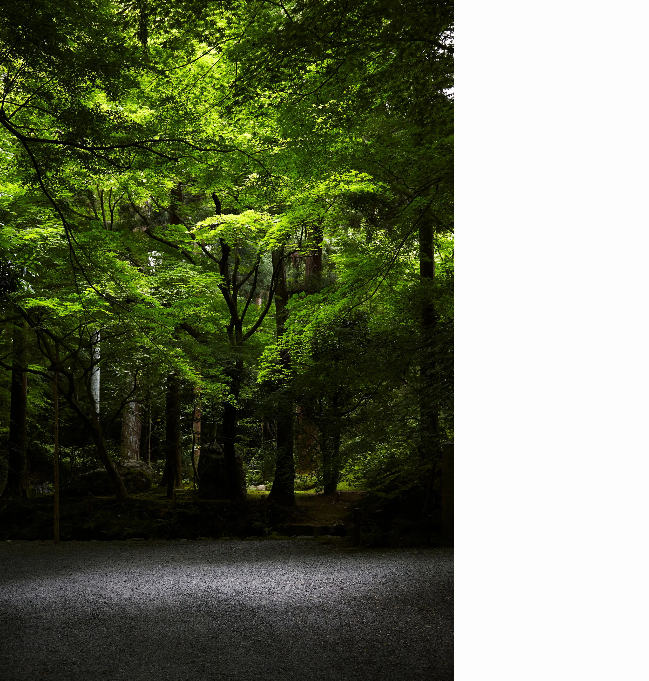 Landscape_Green_Trees_Forest.jpg