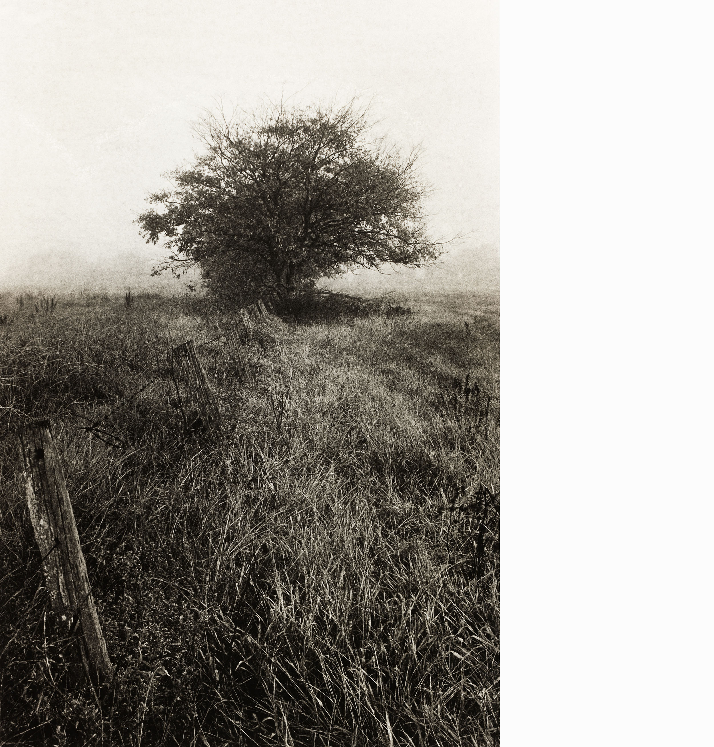 Landscape_Tree_Grass_Fence.jpg