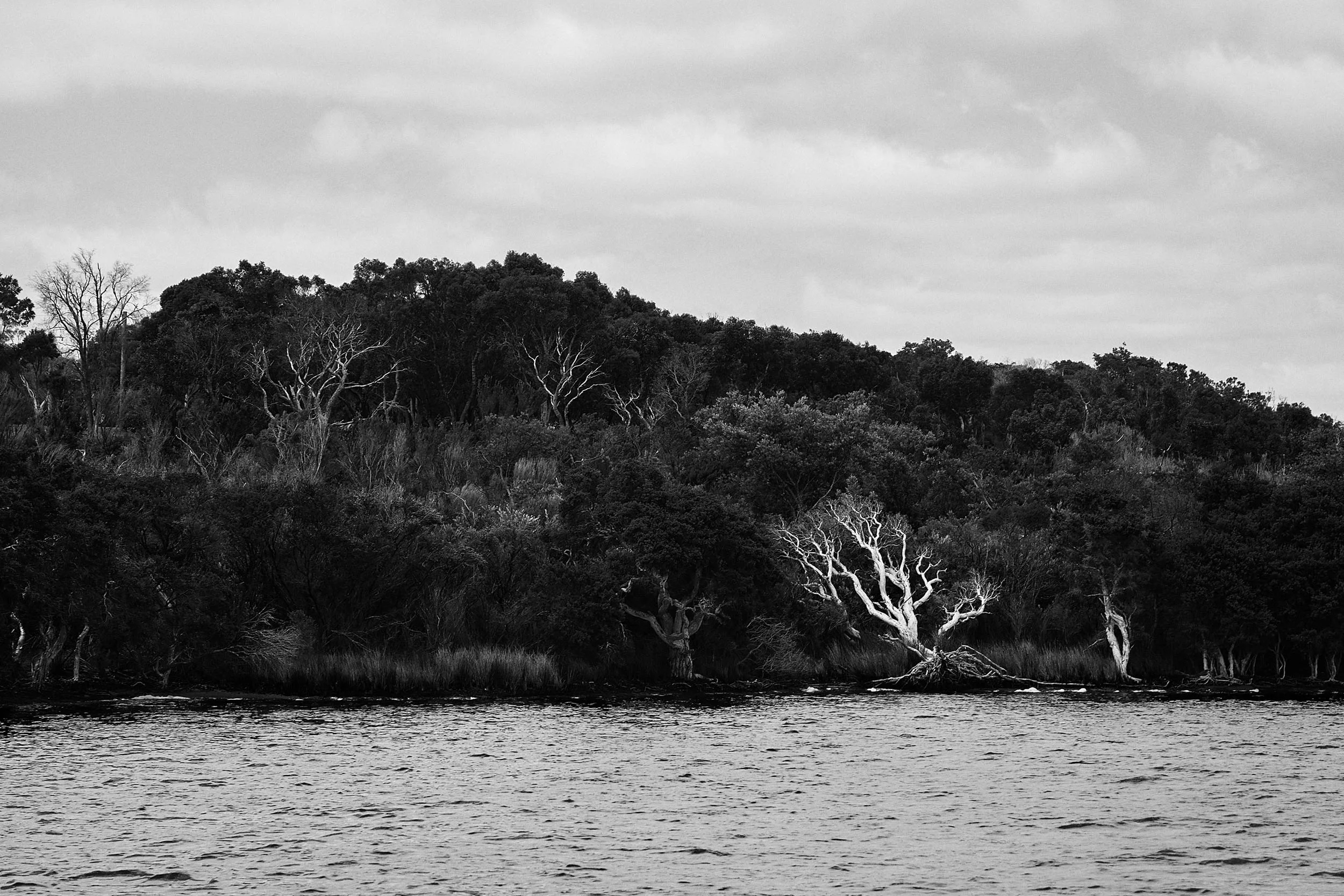 Landscape_Tree_Water.jpg