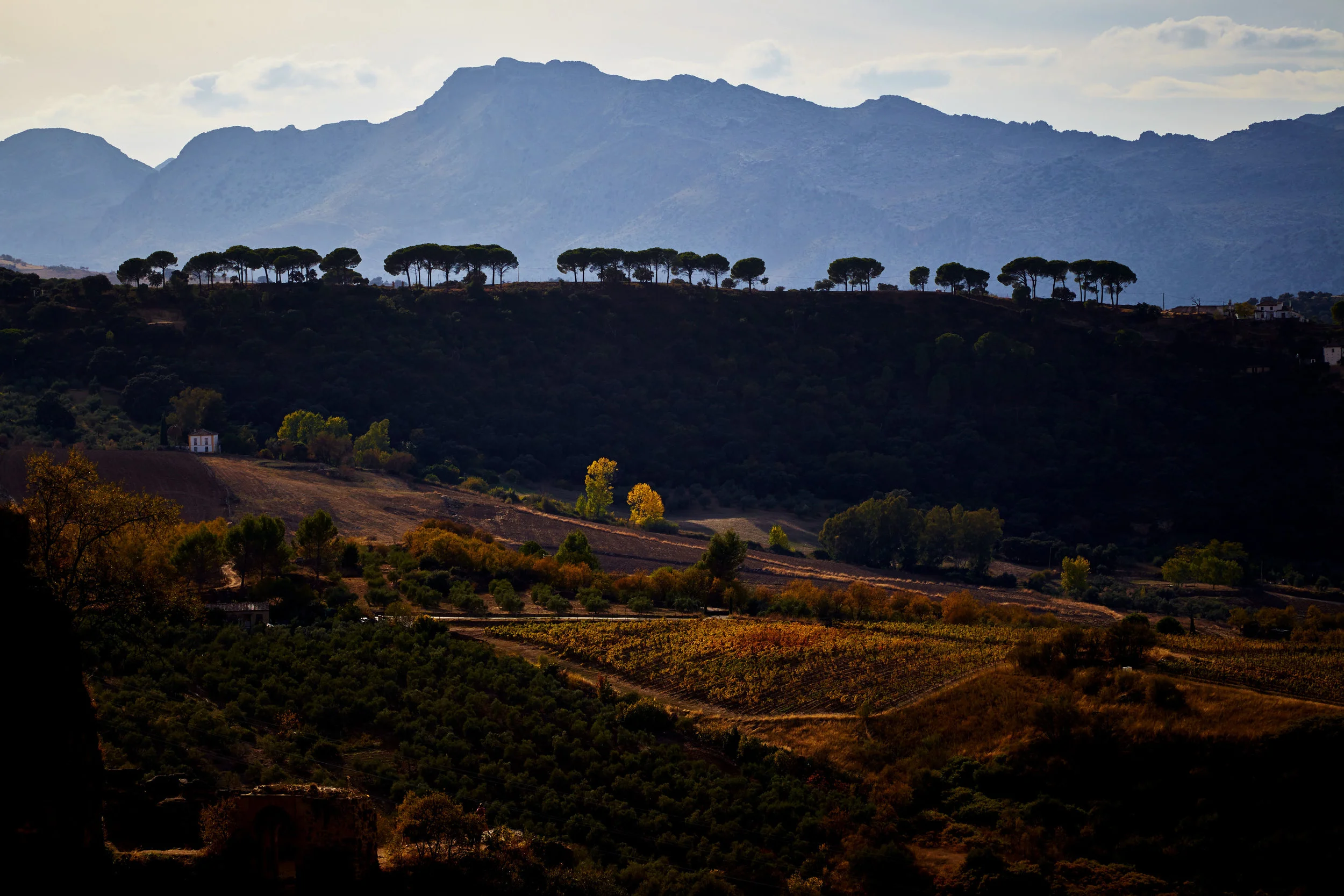 Landscape_Trees_Mountain_Field.jpg