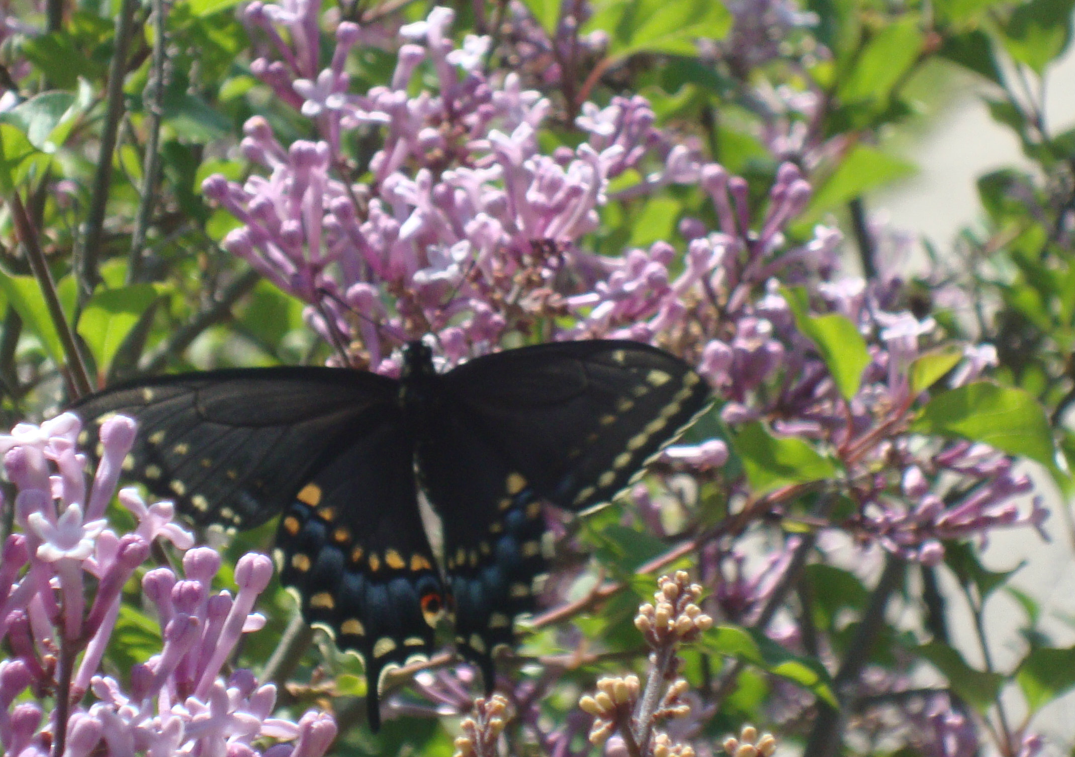 Spring 2012 2201.jpg