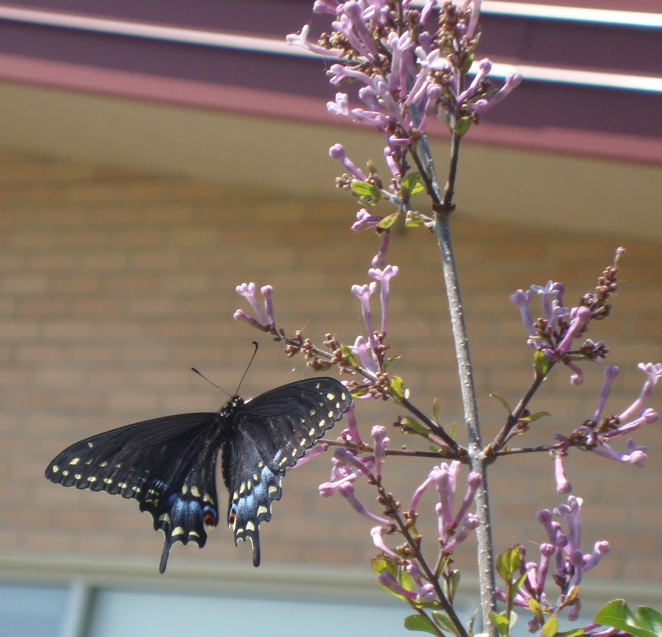 Spring 2012 2183.jpg