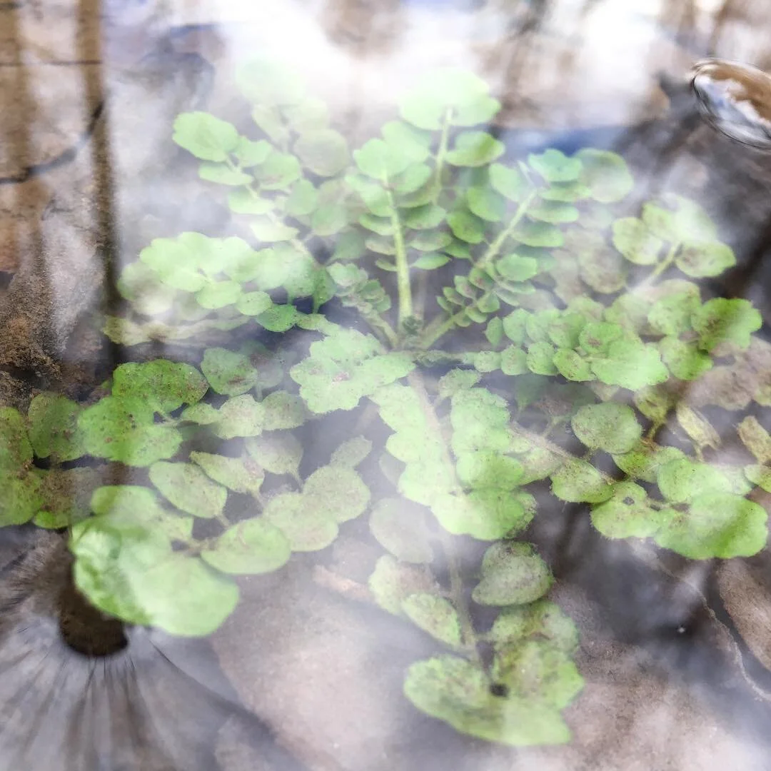 A little green water plant smiles in winter. #Nature #Teaches