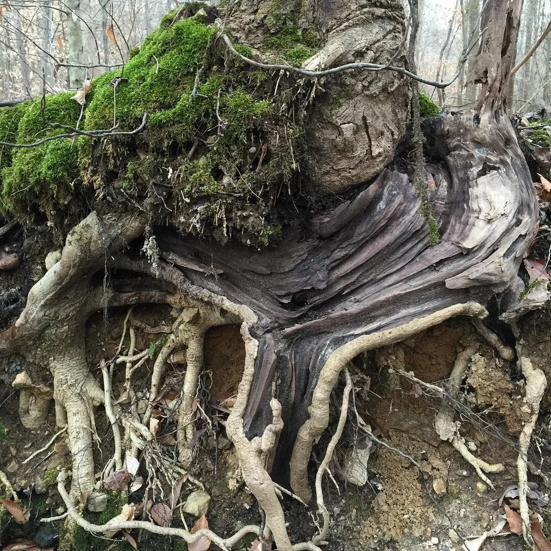 Beautiful #earth #treeroots #soil + #moss