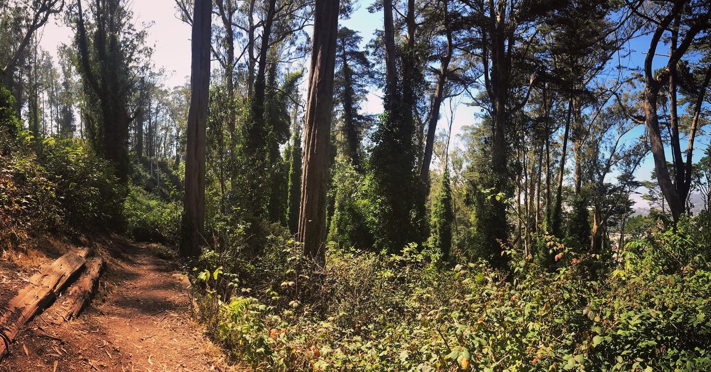 ☘️Sanity strolls🍃
.
.
.
#mtdavidson #sf #sanfrancisco #urbanhikes #sfwalks