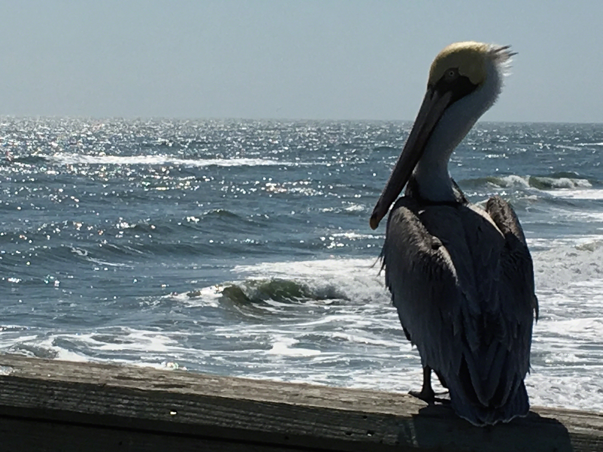 pelican1.jpg