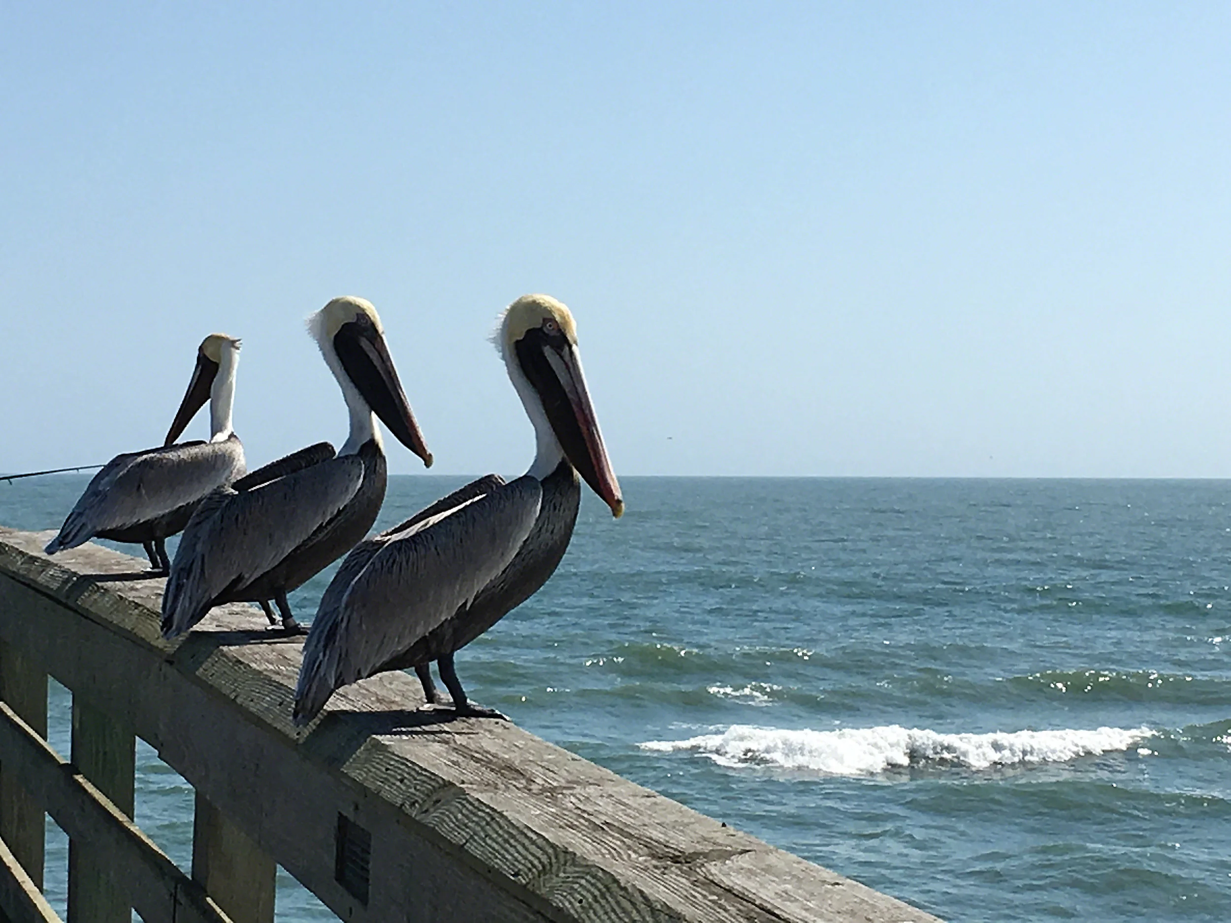 pelican3.jpg