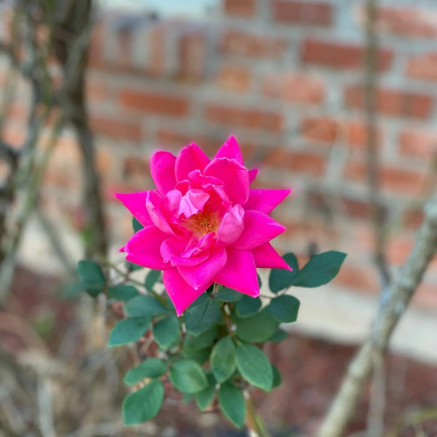 Sometimes beauty is just right outside. #winterrose #flower #beauty #batonrouge