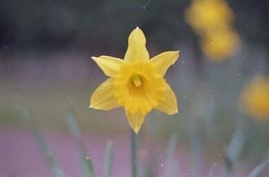 2020, ready to bloom
.
.
.
#35mm #flower #photography