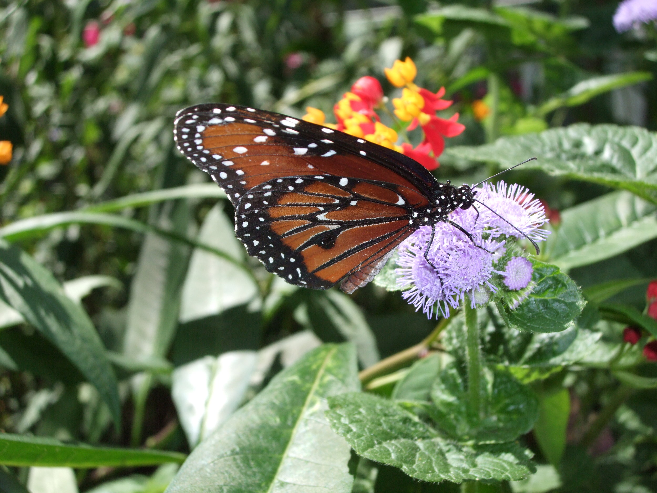 Photo courtesy of Flickr Creative Commons.