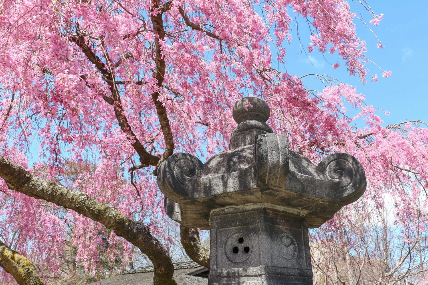 19 Places To See Cherry Blossom In Nyc Festivals Free Parks Marco Feng