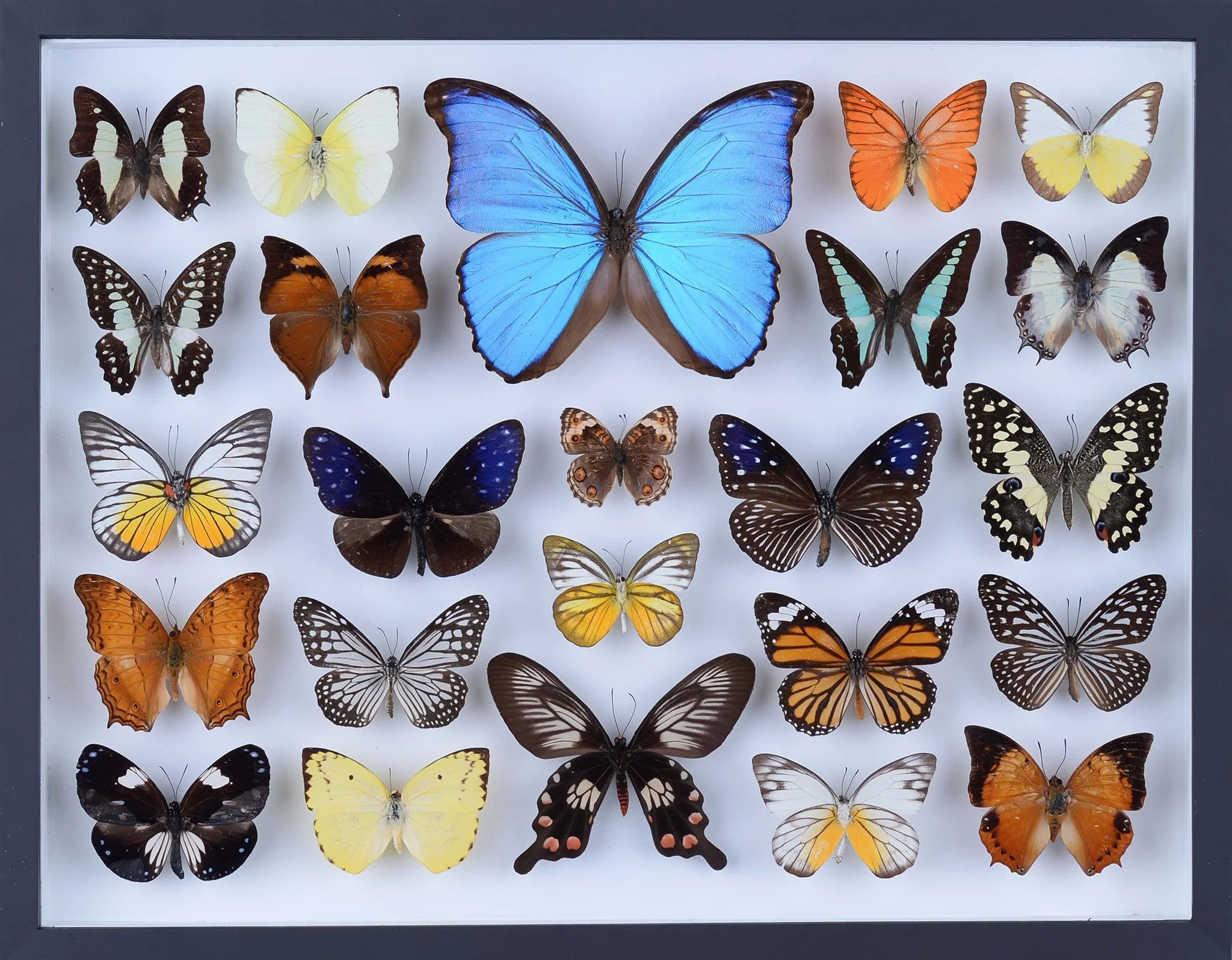 How To Preserve A Butterfly A Step By Step Guide Marco Feng