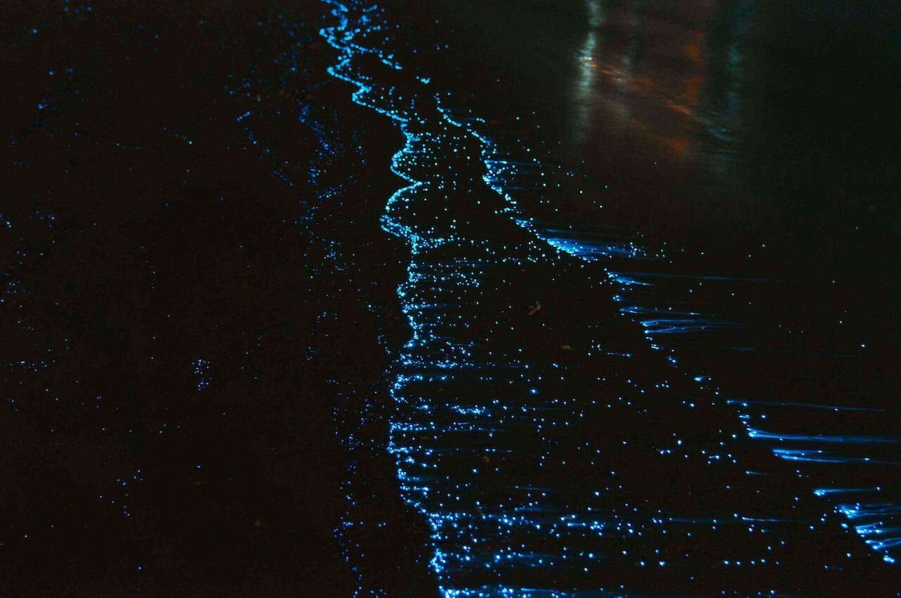 Bioluminescent+water