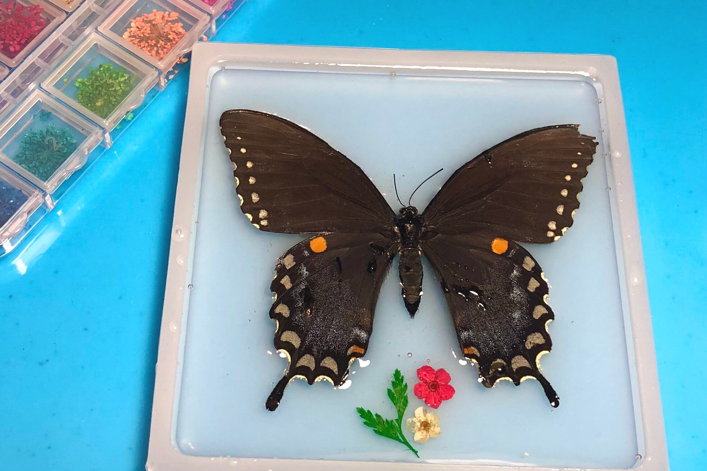 Butterfly in resin