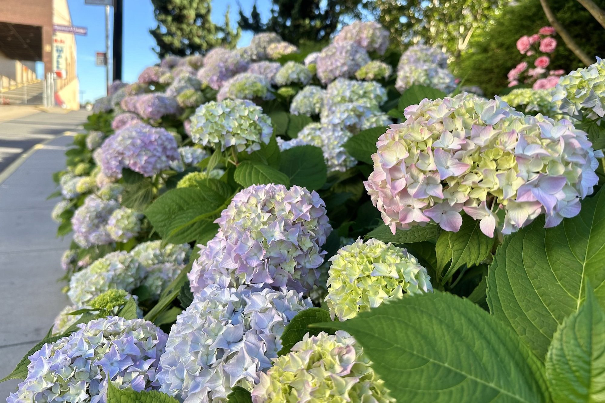 Beautiful spring flowers in NYC.