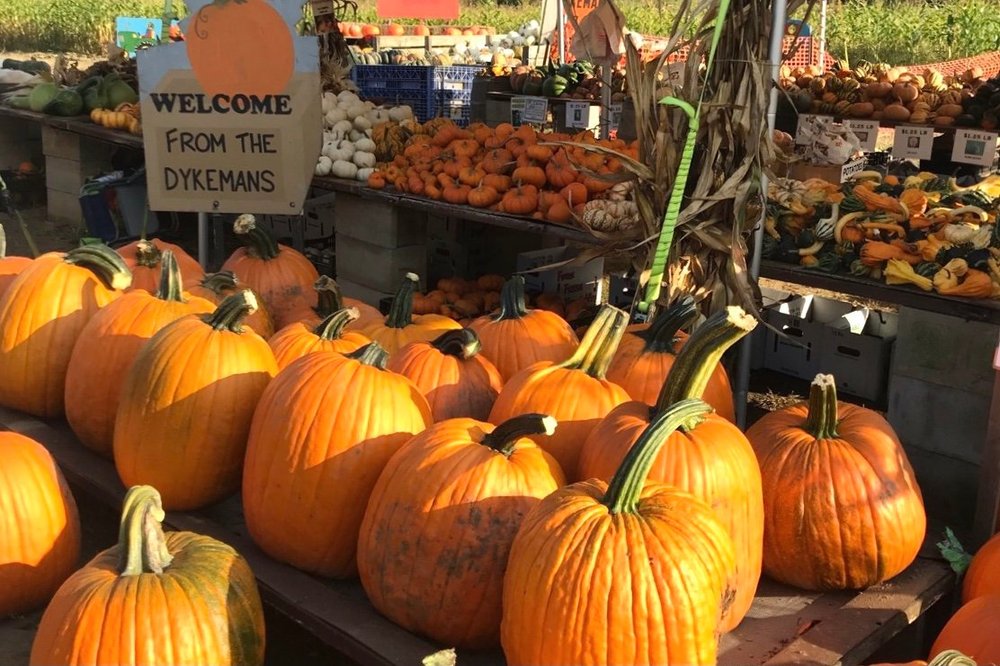 15+ Best Pumpkin Patches in and Near New York | Marco Feng