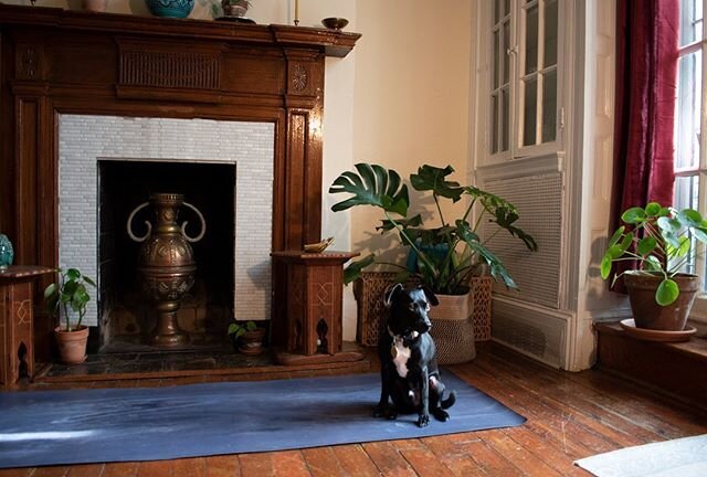 Another week of virtual yoga with guest appearances from my favorite teaching assistant. 🐶💻🧘🏻&zwj;♀️
⠀⠀⠀⠀⠀⠀⠀⠀⠀
MINDFUL MOVEMENT
Wed/Fri: 10am EST
✨✨✨
www.yogallo.com
⠀⠀⠀⠀⠀⠀⠀⠀⠀
⠀⠀⠀⠀⠀⠀⠀⠀⠀
PHILLY POWER YOGA
Wed/Fri: 6pm EST
Thurs/Sun: 4pm EST
✨✨✨
@p