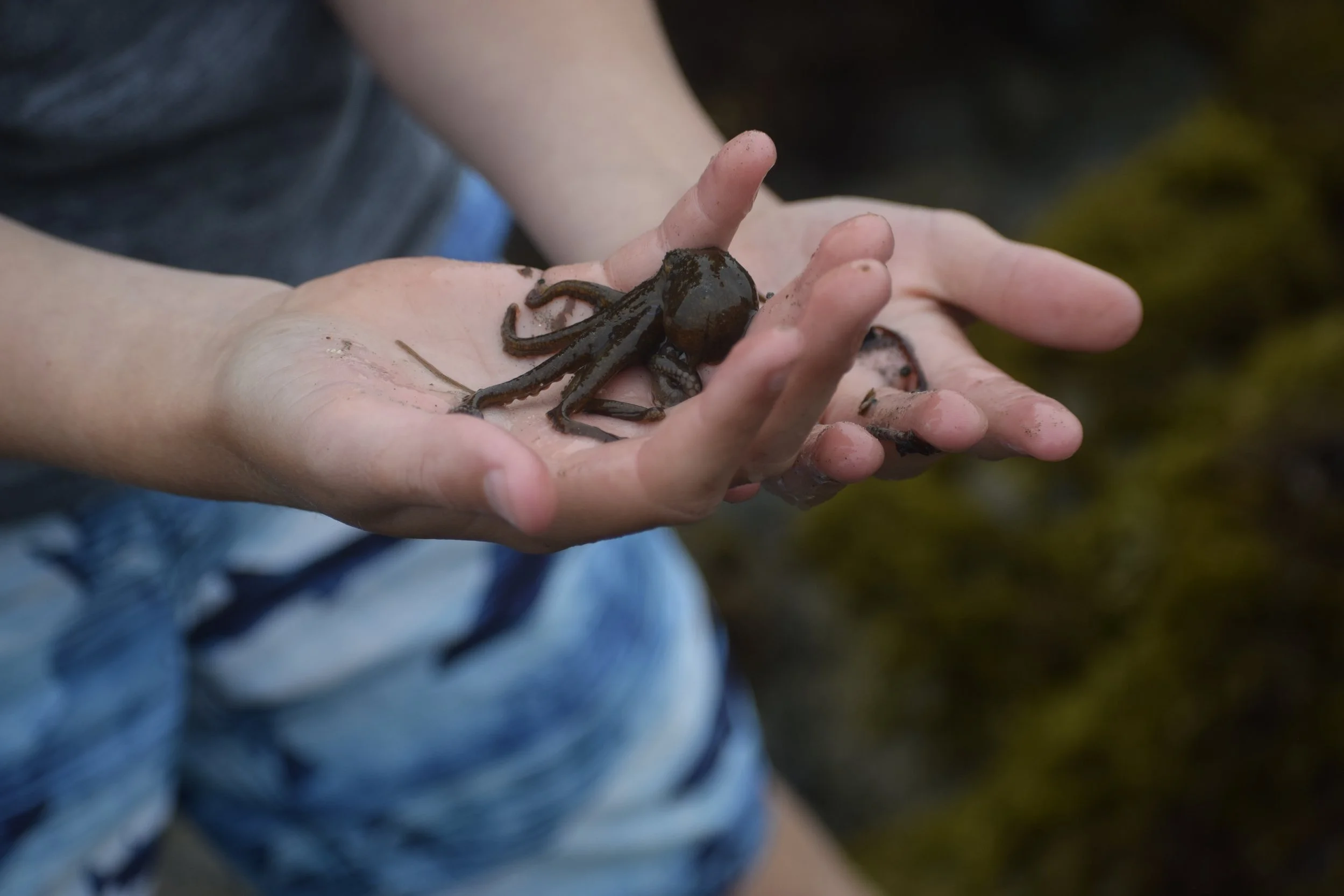 Examining Marine Plants and Animals: June 8 -12, 2026