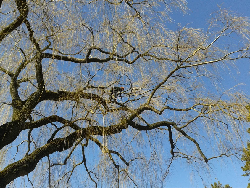 Professional_tree_climber.jpg