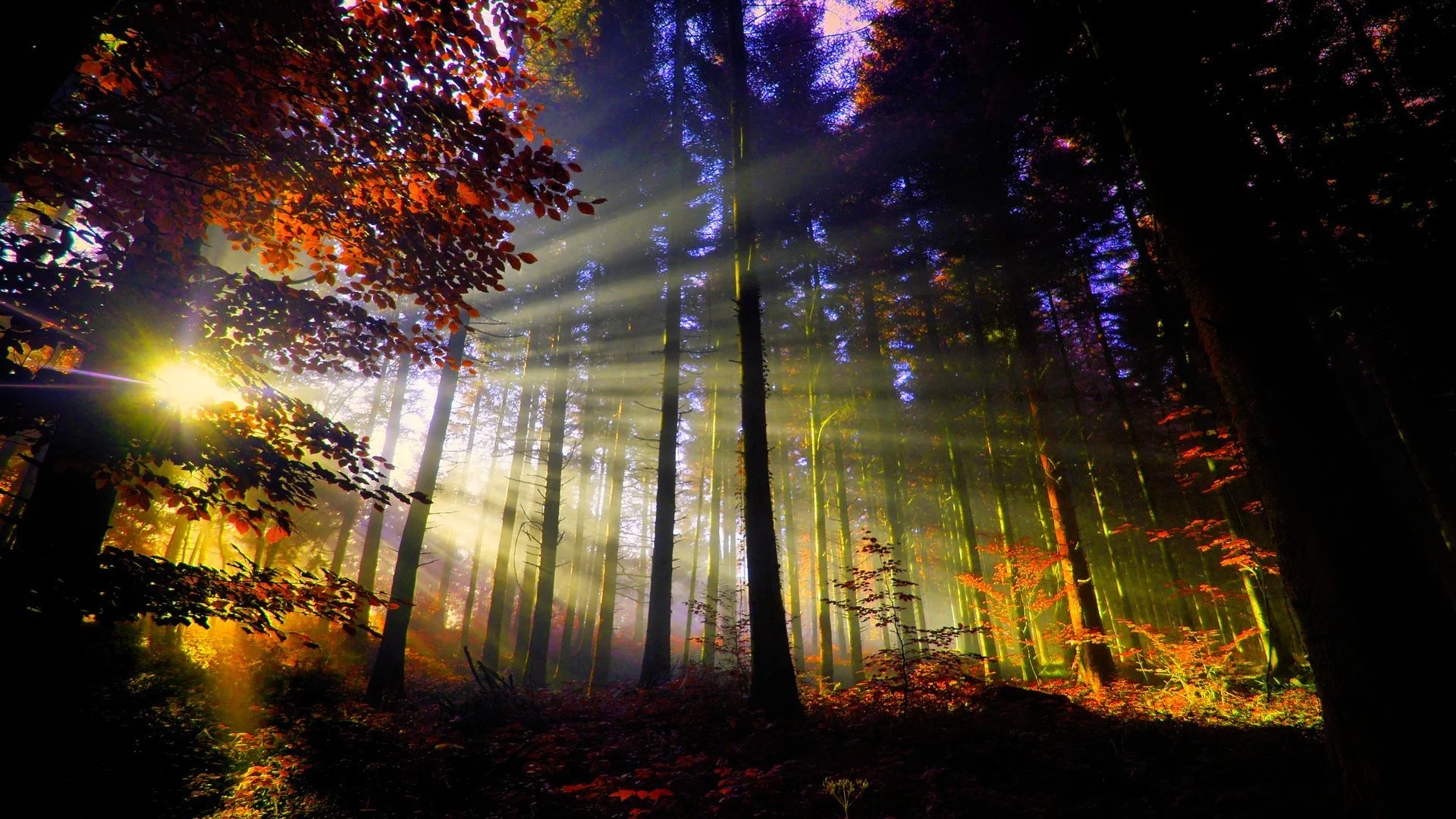 ws_Sunset_in_the_Forest_1920x1080.jpg