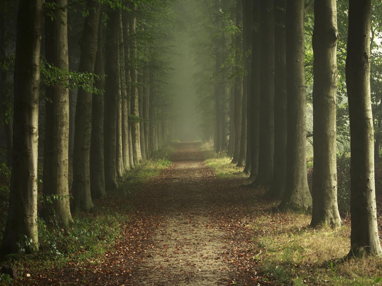 forest-images-2.jpg