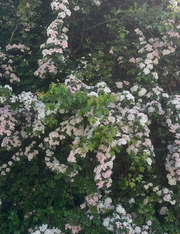 hawthorn_bloom.png