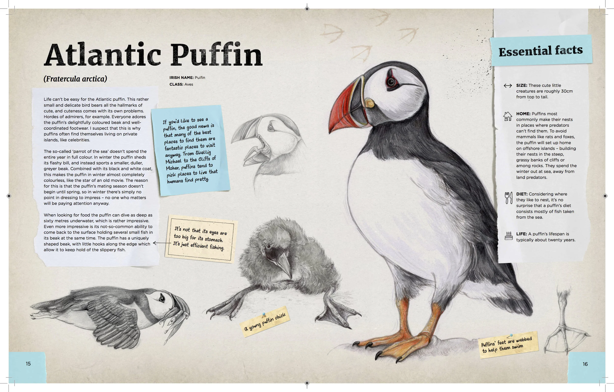 Puffin.jpg