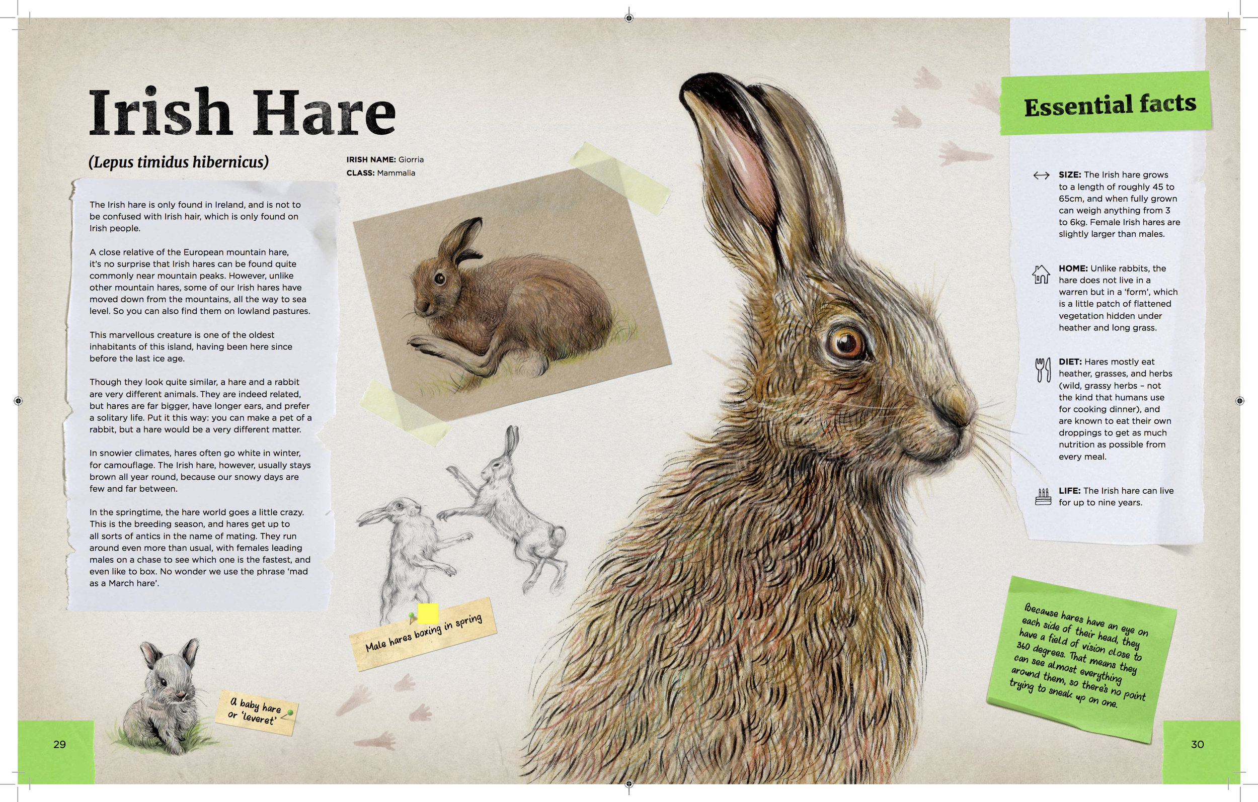 hare.jpg