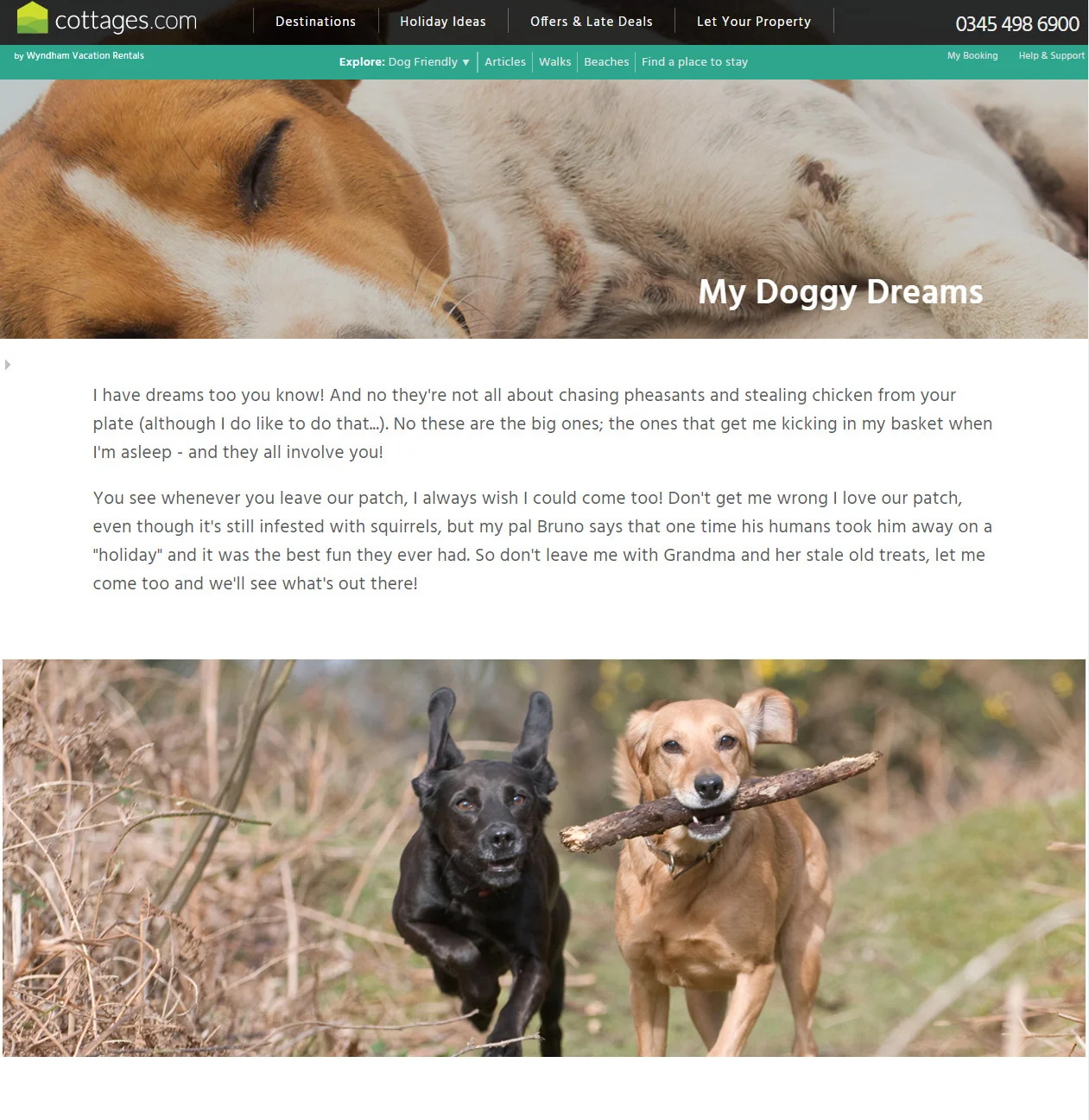 Dog dreams1.jpg
